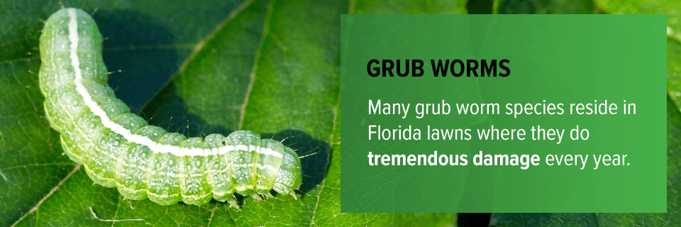 Grub Worms