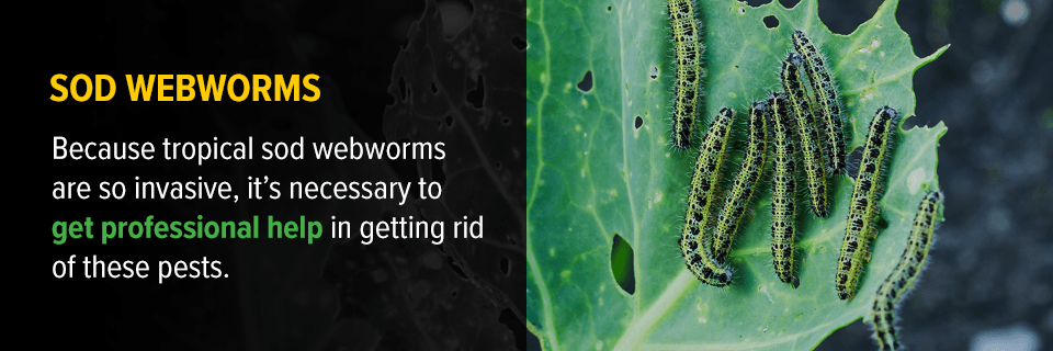 Sod Webworms