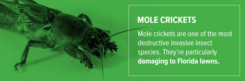 Mole Crickets