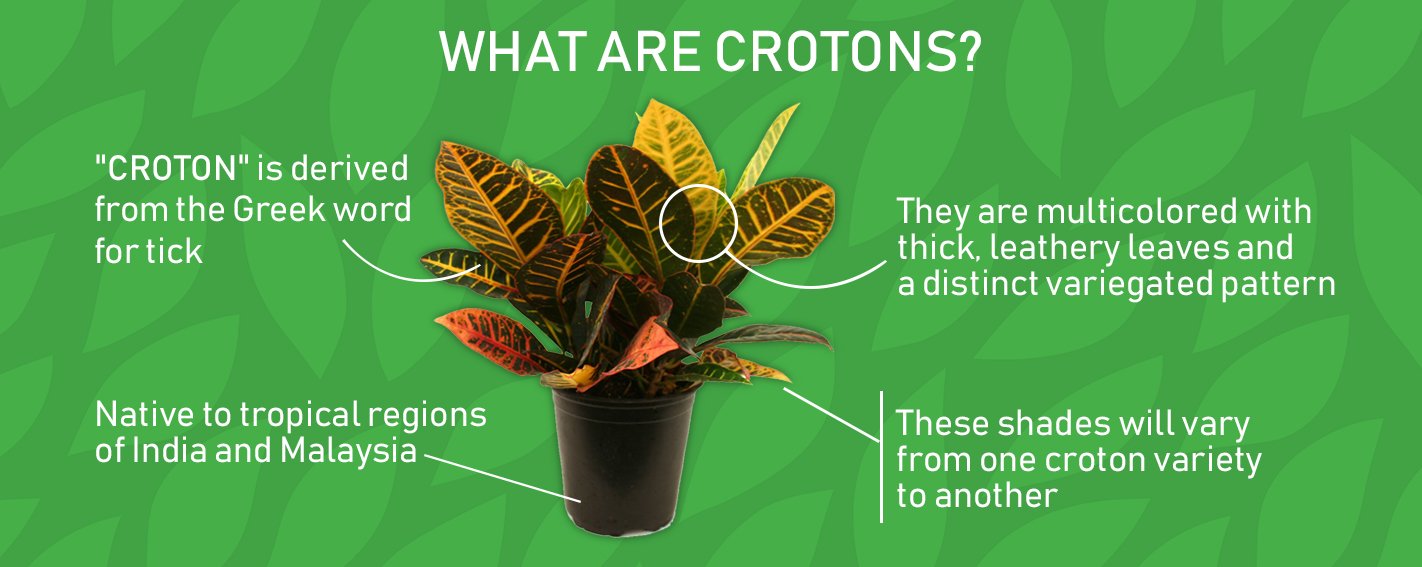 Graphic Showing Croton with Informative Facts