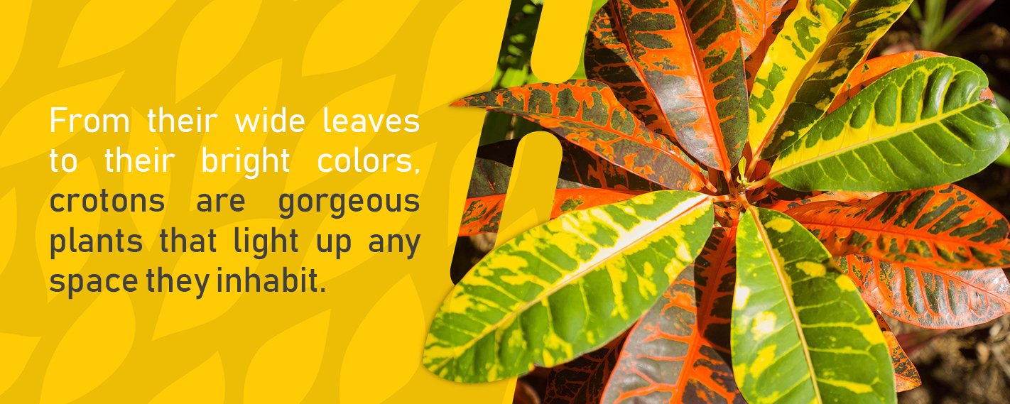 Image of a Croton Plant