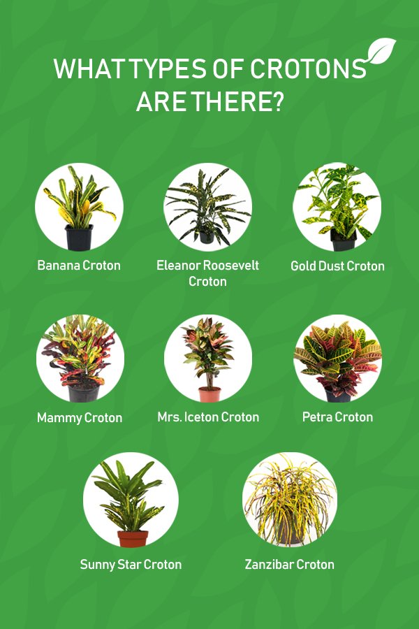 Graphic Showing Different Types of Croton Plants