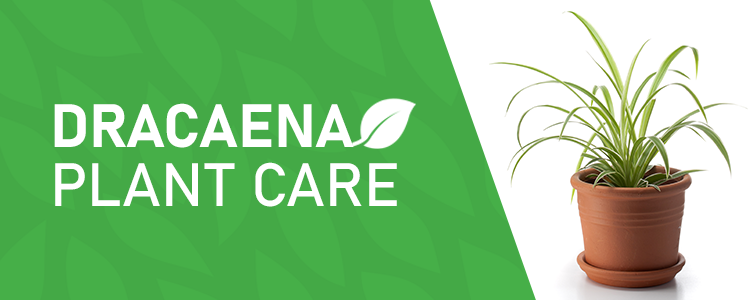Dracaena Plant Care