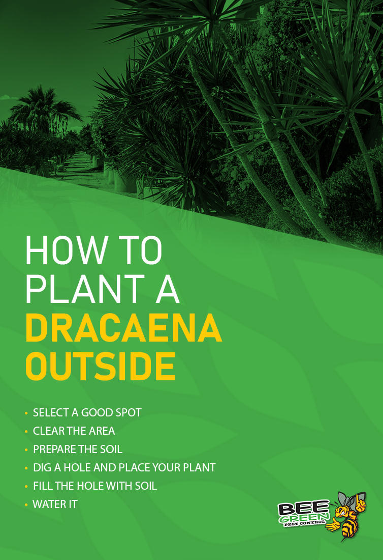 How to Plant a Dracaena Outside