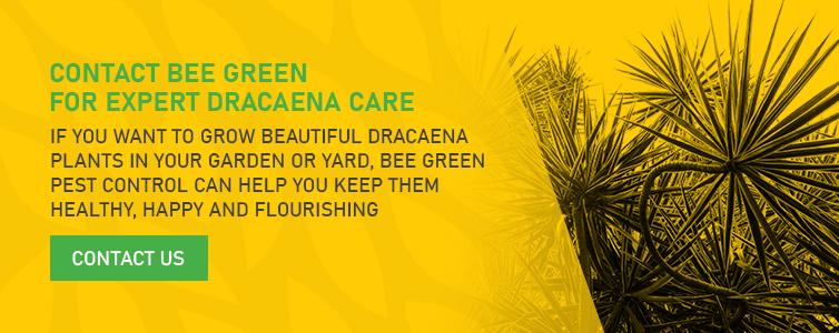 Contact Bee Green for Expert Dracaena Care